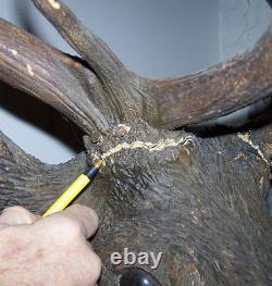 Antique Black Forest Carved Life Size Elk Head with Original Elk Antlers
